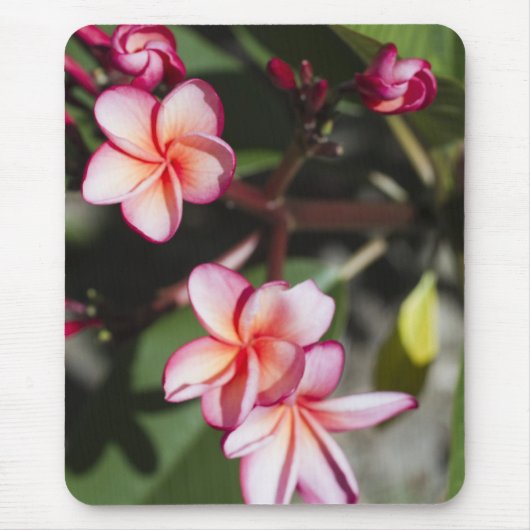 Roze Frangipani Flowers Muismat (Voorkant)