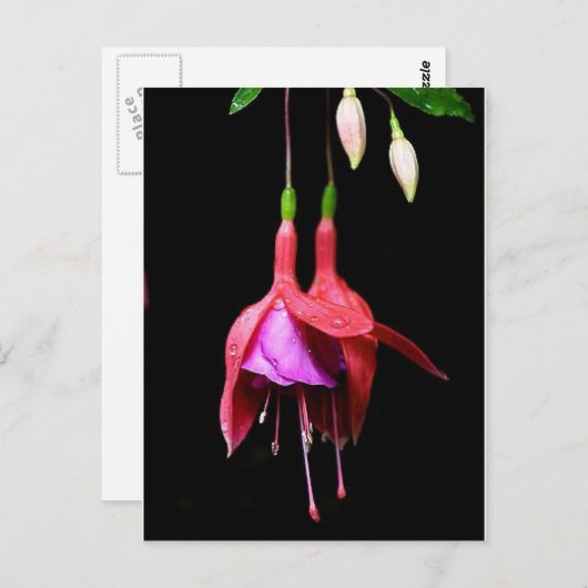 Roze Fuchsia Flower Briefkaart (Voorkant / Achterkant)
