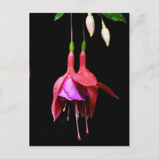 Roze Fuchsia Flower Briefkaart