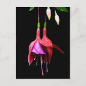 Roze Fuchsia Flower Briefkaart (Voorkant)