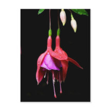 Roze Fuchsia Flower