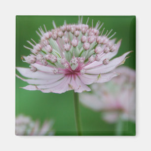 Roze Garden Magnet