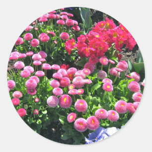 Roze Garden Mums Ronde Sticker