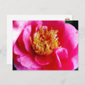 Roze Gardenia Macro Briefkaart (Voorkant / Achterkant)