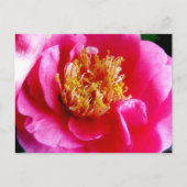 Roze Gardenia Macro Briefkaart (Voorkant)