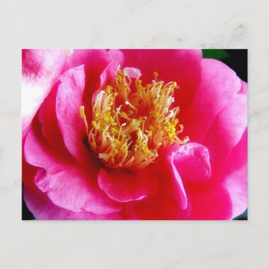 Roze Gardenia Macro Briefkaart (Voorkant)