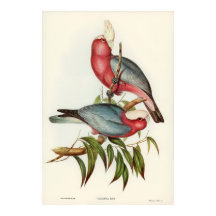 Roze gebrande Cacatua