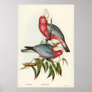 Roze gebrande Cacatua Poster