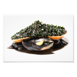 Roze, gedopte herderschildpad foto afdruk