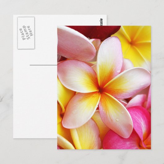 Roze Geel Paarse Plumeria Frangipani Flowers Briefkaart (Voorkant / Achterkant)