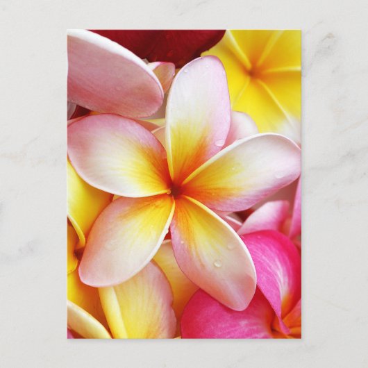 Roze Geel Paarse Plumeria Frangipani Flowers Briefkaart (Voorkant)