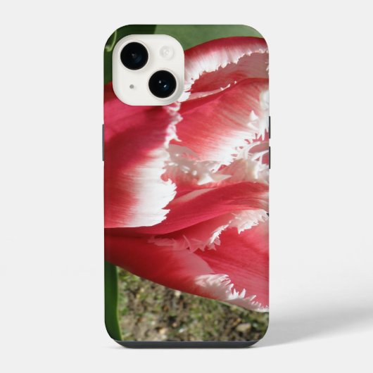Roze Gefranjerde Tulp iPhone Hoesje (Achterkant)