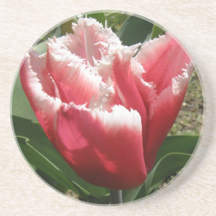 Roze Gefranjerde Tulp Onderzetters