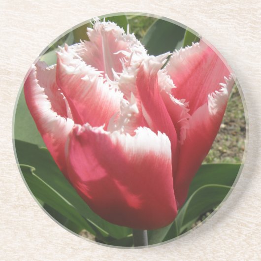 Roze Gefranjerde Tulp Onderzetters (Voorkant)