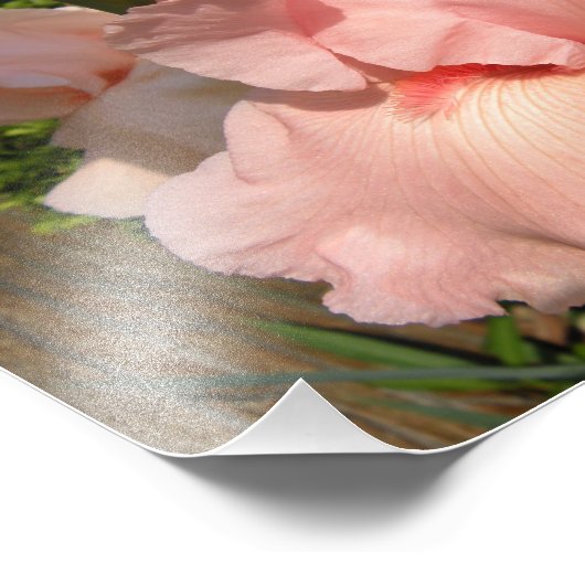 Roze gekaarde iris foto afdruk (Hoek)