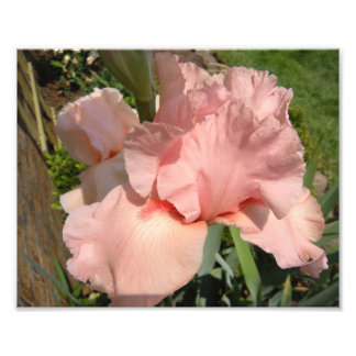 Roze gekaarde iris foto afdruk