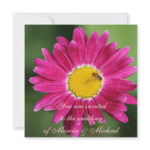 Roze gekleurde Daisy