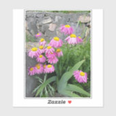 Roze gekleurde daisy wild Flowers Natuur foto Sticker (Vel)