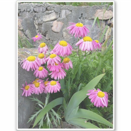 Roze gekleurde daisy wild Flowers Natuur foto Sticker (Voorkant)