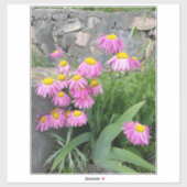 Roze gekleurde daisy wild Flowers Natuur foto Sticker (Vel)