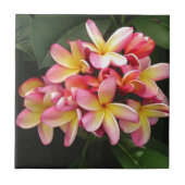 Roze, gele en rode stekelbaars tegeltje (Voorkant)