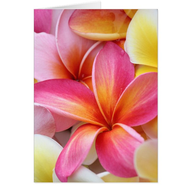 Roze gele Paarse stekelstaartebakker (Voorkant)