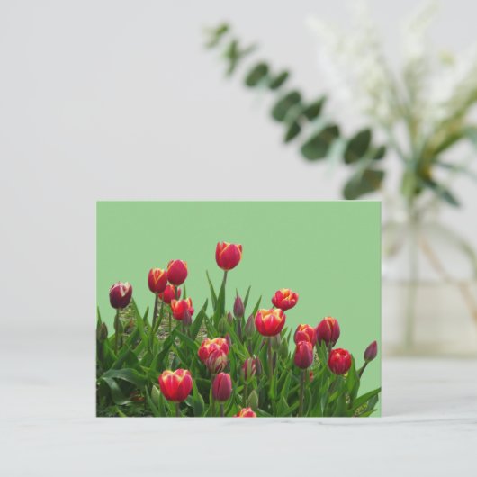Roze gele Paarse Tulpen Cust.BG DIY Briefkaart (Staand voorkant)