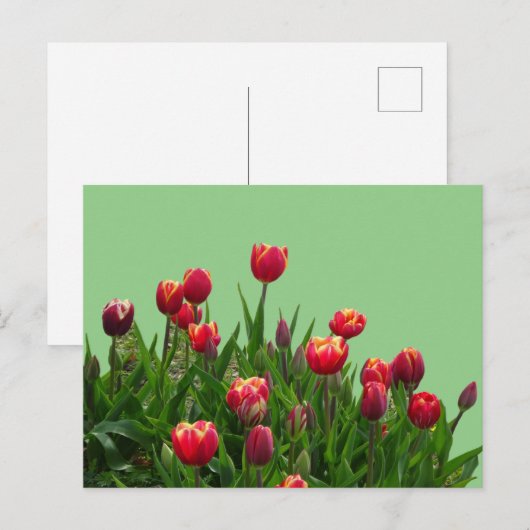 Roze gele Paarse Tulpen Cust.BG DIY Briefkaart (Voorkant / Achterkant)