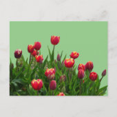 Roze gele Paarse Tulpen Cust.BG DIY Briefkaart (Voorkant)