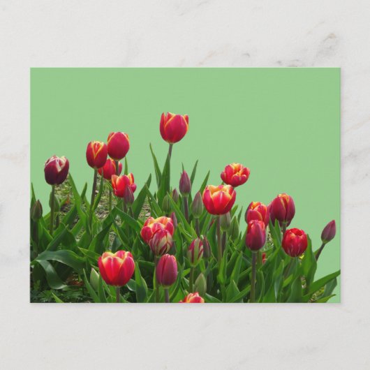 Roze gele Paarse Tulpen Cust.BG DIY Briefkaart (Voorkant)