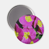 Roze gele primrose Magnet (Voorkant / Achterkant)
