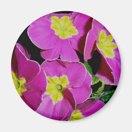 Roze gele primrose Magnet (Voorkant)