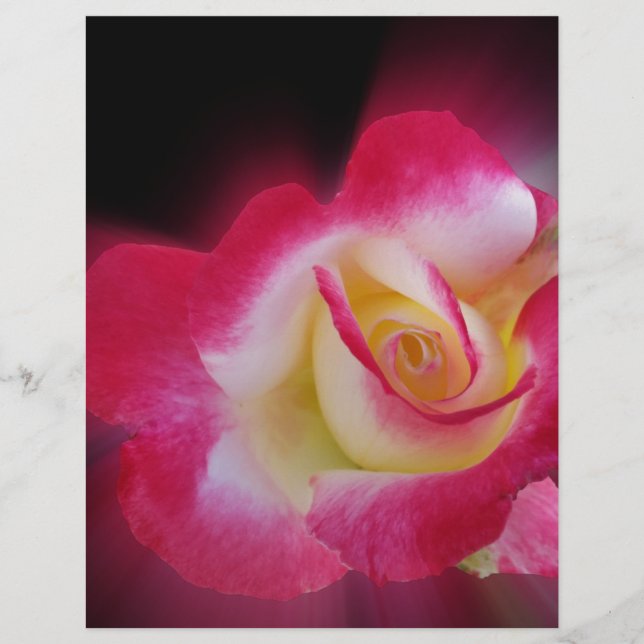roze gele roos (Voorkant)