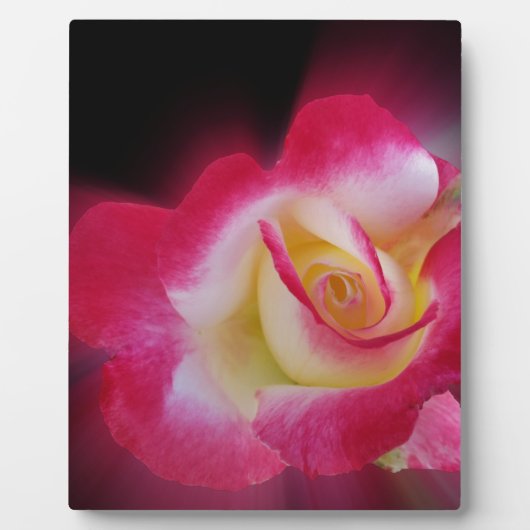 roze gele roos fotoplaat (Voorkant)
