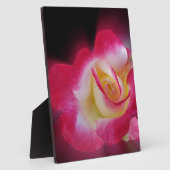 roze gele roos fotoplaat (Zijkant)