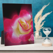 roze gele roos fotoplaat (Zijkant)
