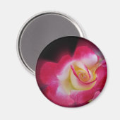 roze gele roos magneet (Voorkant / Achterkant)