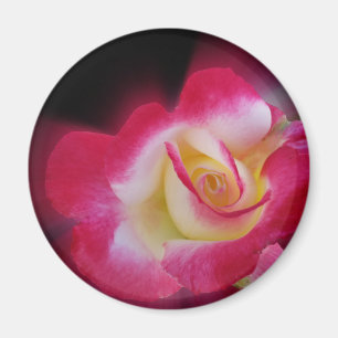 roze gele roos magneet