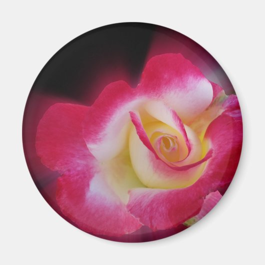 roze gele roos magneet (Voorkant)