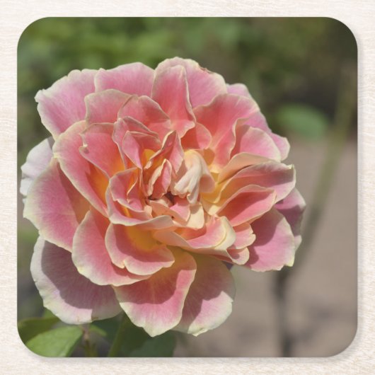 Roze Gele Roos Onderzetter (Voorkant)