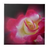 roze gele roos tegeltje (Voorkant)