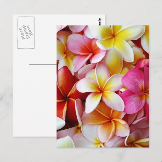 Roze gele witte gemengde pruimen briefkaart (Voorkant / Achterkant)