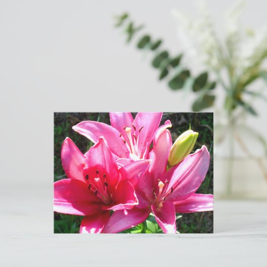 Roze gelilies in Bloom Briefkaart (Staand voorkant)