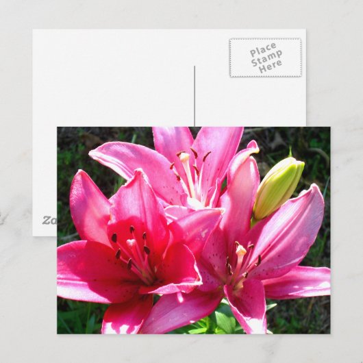 Roze gelilies in Bloom Briefkaart (Voorkant / Achterkant)