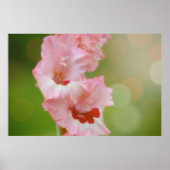 Roze Gelukkig Zonneschijn Gladiolus Bloemen Arty Poster (Voorkant)