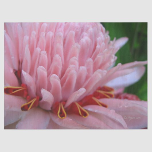 Roze gemberpapier tissuepapier (Voorkant)