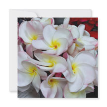Roze gerande Plumeria Bloesems – Tropische Bloemen