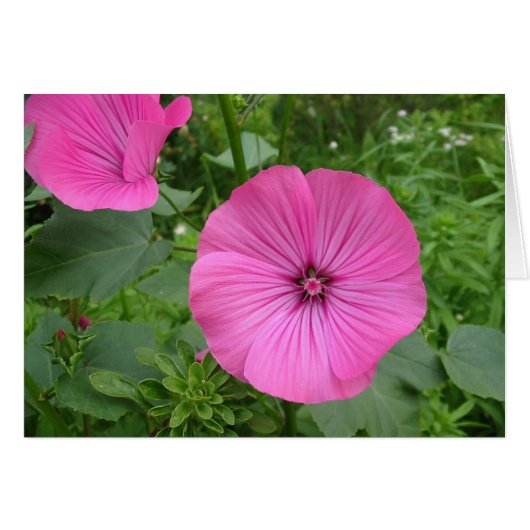 Roze Geranium (Voorkant Horizontaal)
