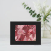 Roze geranium: bijna stevig lichtroze briefkaart (Staand voorkant)