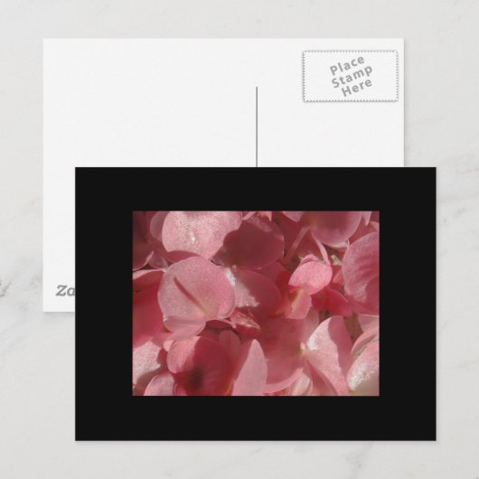 Roze geranium: bijna stevig lichtroze briefkaart (Voorkant / Achterkant)